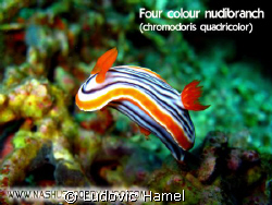 nudibranche quadricolor by Ludovic Hamel 